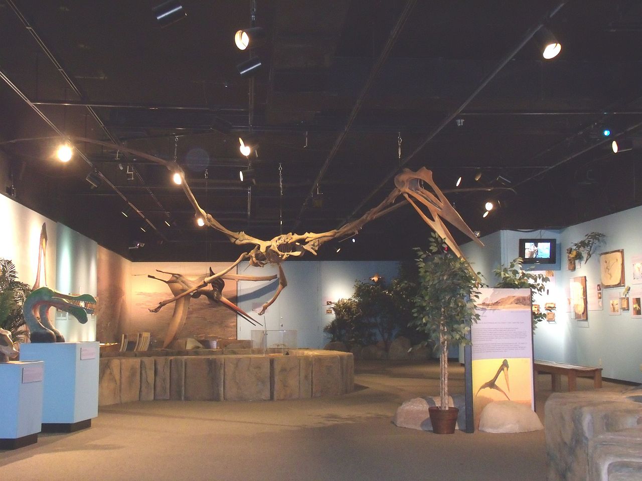 1280px-mesa-museum_of_natural_history-pterosaurs