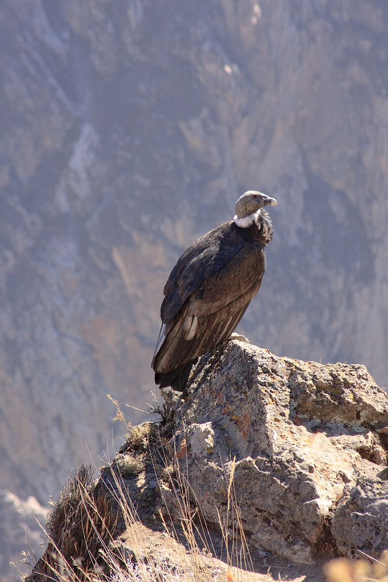 800px-condor_pearched_-_panoramio