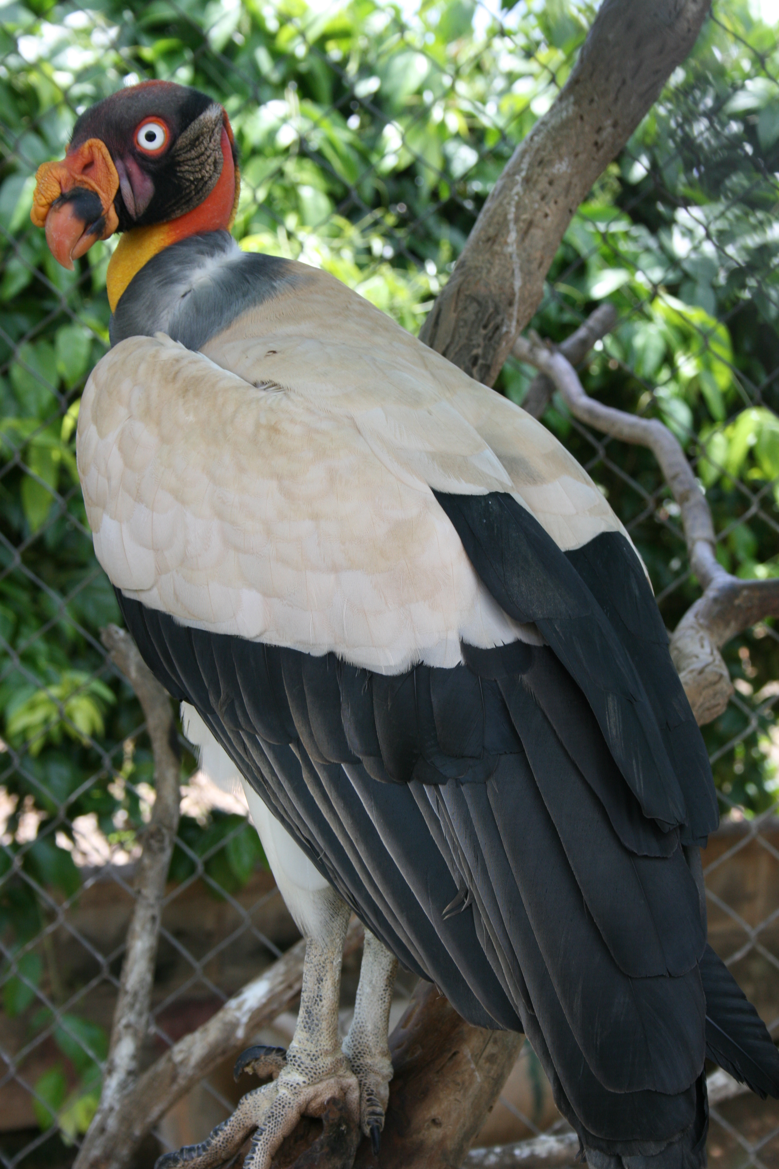 rey_zamuro_28384787162129