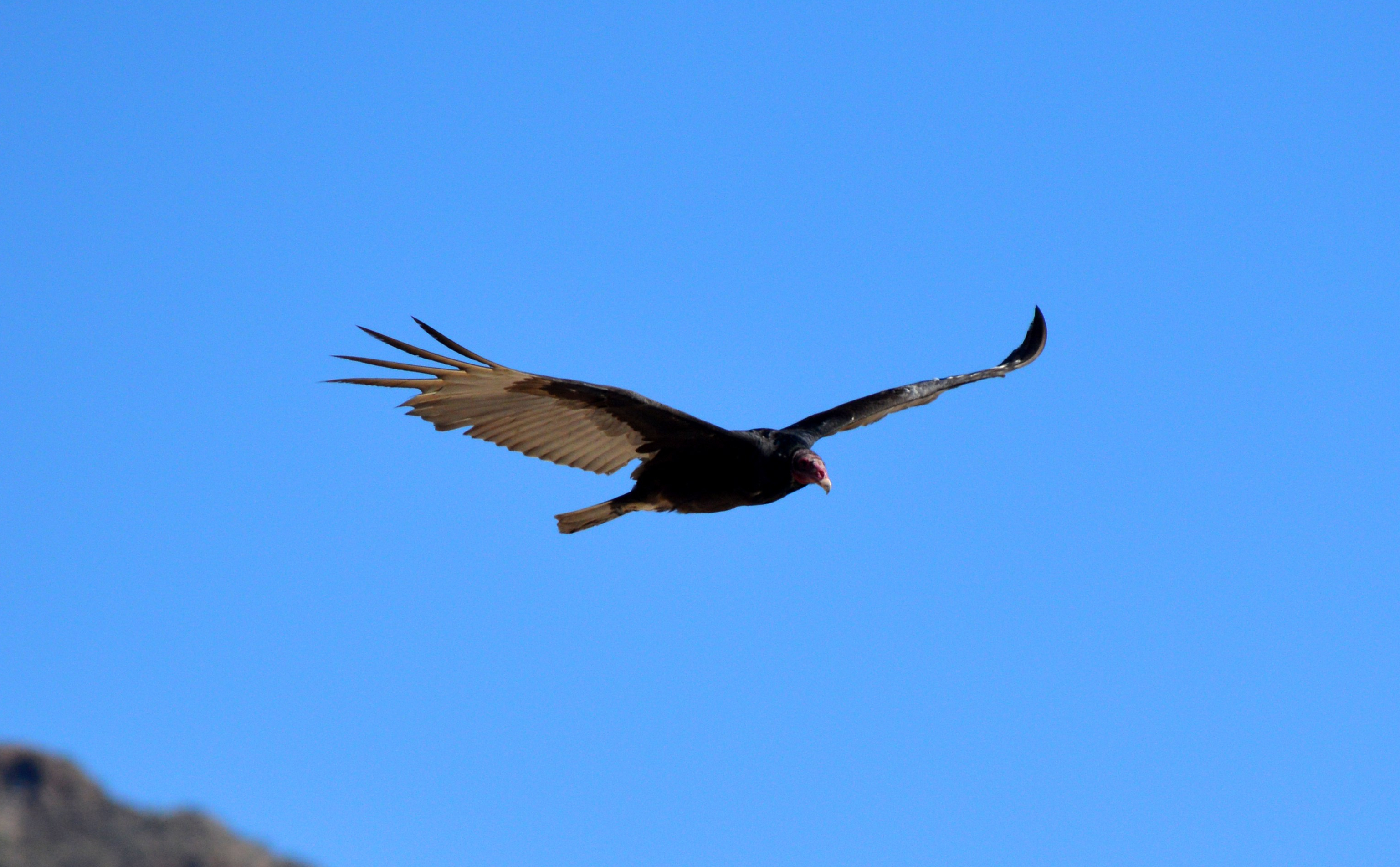 vulture_in_san_carlos_bay02.jpg